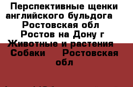 Перспективные щенки английского бульдога  - Ростовская обл., Ростов-на-Дону г. Животные и растения » Собаки   . Ростовская обл.